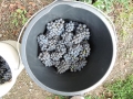 dscn5447