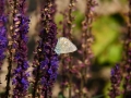 BAS_1371