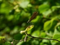 BAS_1465
