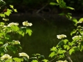 BAS_3854