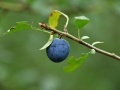 BAS_9548