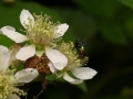 MAC_0124