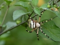 MAC_0548