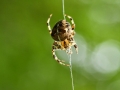 MAC_0671